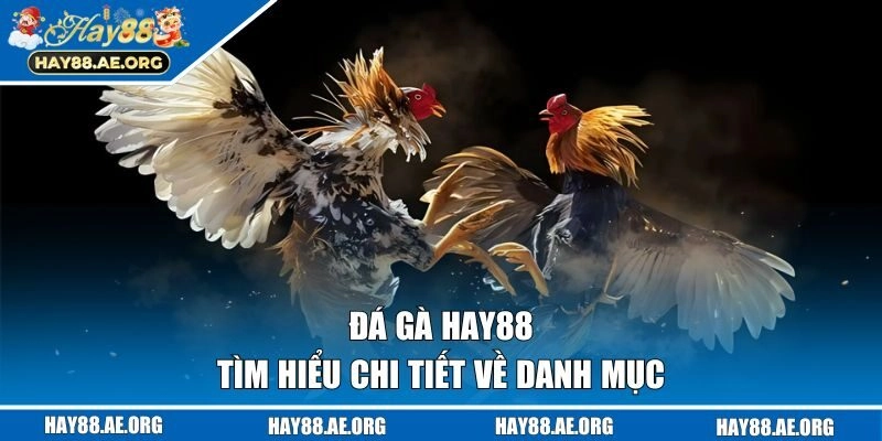 Tìm hiểu về danh mục đá gà HAY88